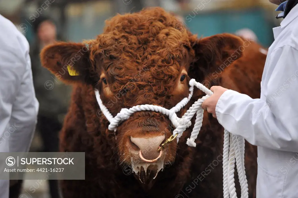 Domestic Cattle, Luing bull, close-up of head, being paraded by farmer prior to sale at market, Castle Douglas, Dumfries and Galloway, Scotland, february