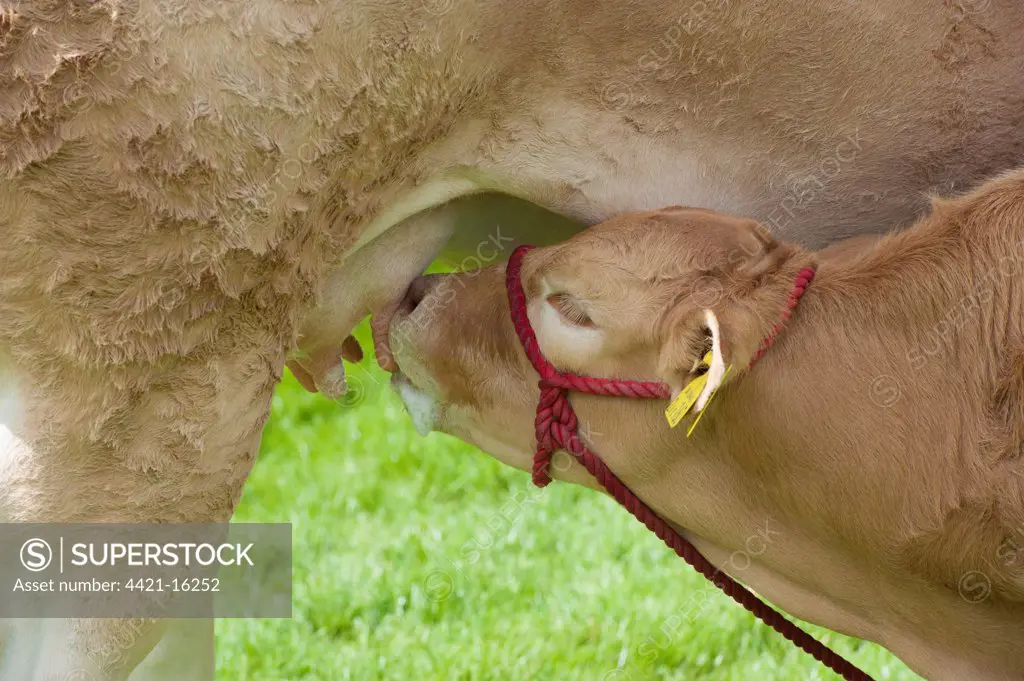Domestic Cattle, Blonde d'Aquitaine, calf, close-up of head, suckling from mother, Royal Welsh Show, Builth Wells, Powys, Wales, july