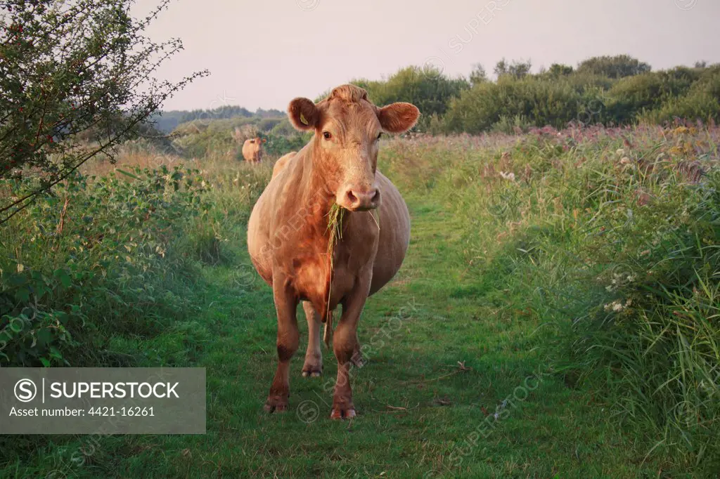 Domestic Cattle, cow, grazing on path in river valley fen habitat at sunrise, used for conservation grazing management on reserve, Middle Fen, Redgrave and Lopham Fen N.N.R., Waveney Valley, Suffolk, England, september