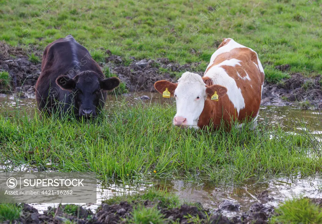 Domestic Cattle, beef calves, standing in farm pond, Whitewell, Lancashire, England, August