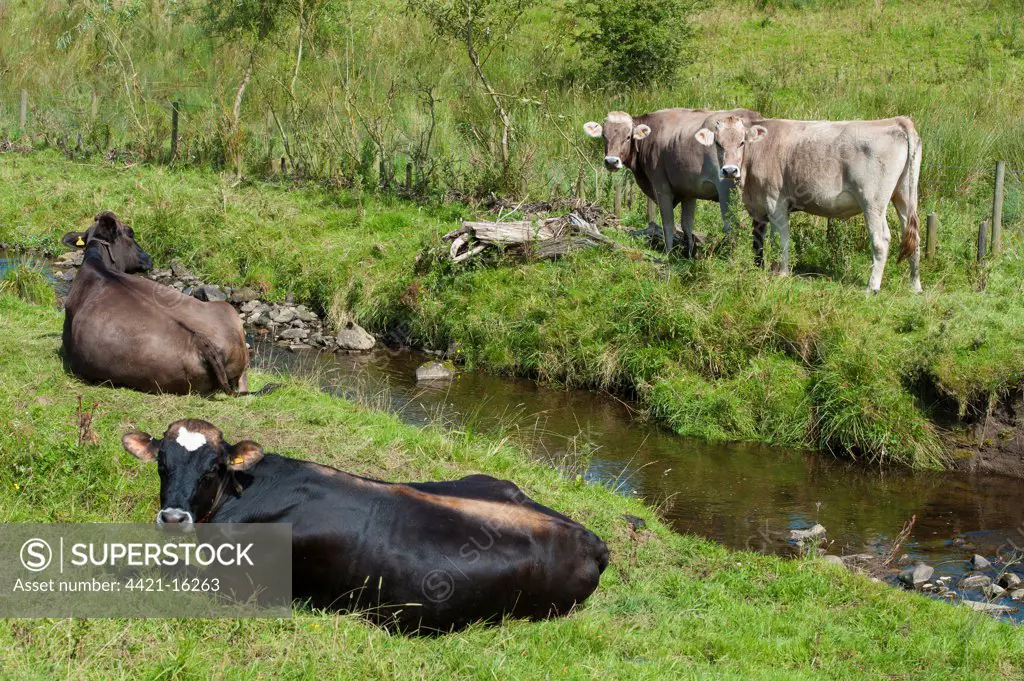 Domestic Cattle, Brown Swiss dairy heifers, resting beside stream, Whitewell, Lancashire, England, August