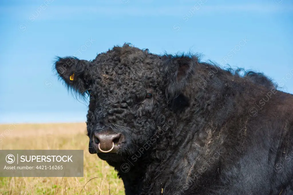 Domestic Cattle, Galloway bull, close-up of head, Bride, Isle of Man, August
