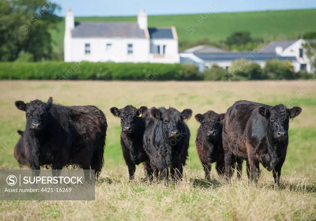 Domestic Cattle, Galloway cows, herd standing in pasture, Bride, Isle of Man, August