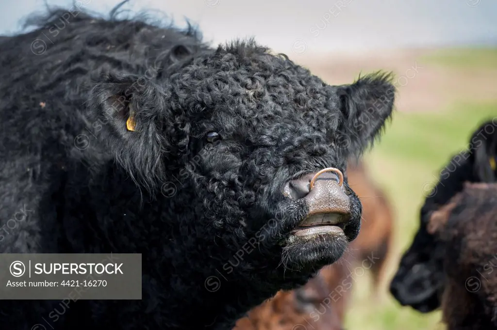 Domestic Cattle, Galloway bull, close-up of head, in flehmen, Bride, Isle of Man, August