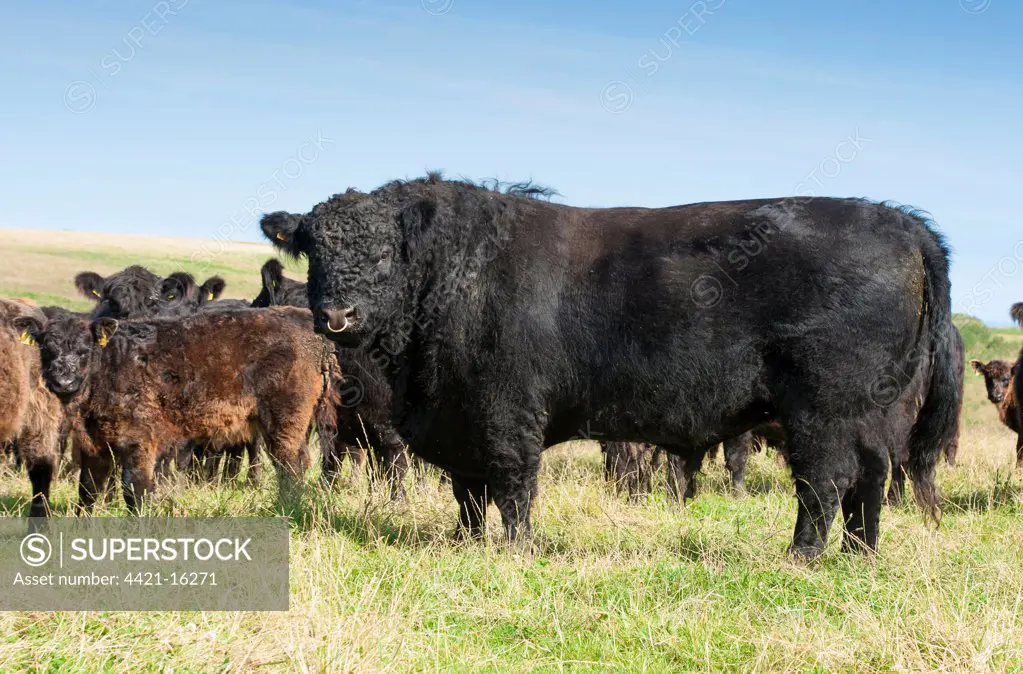 Domestic Cattle, Galloway bull with cows and calves, standing in pasture, Bride, Isle of Man, August