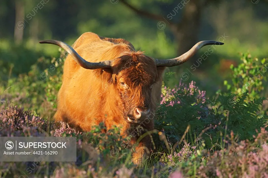 Highland Cattle, cow, feeding amongst heather and bracken on lowland heathland, Hothfield Heathlands, Kent, England, july