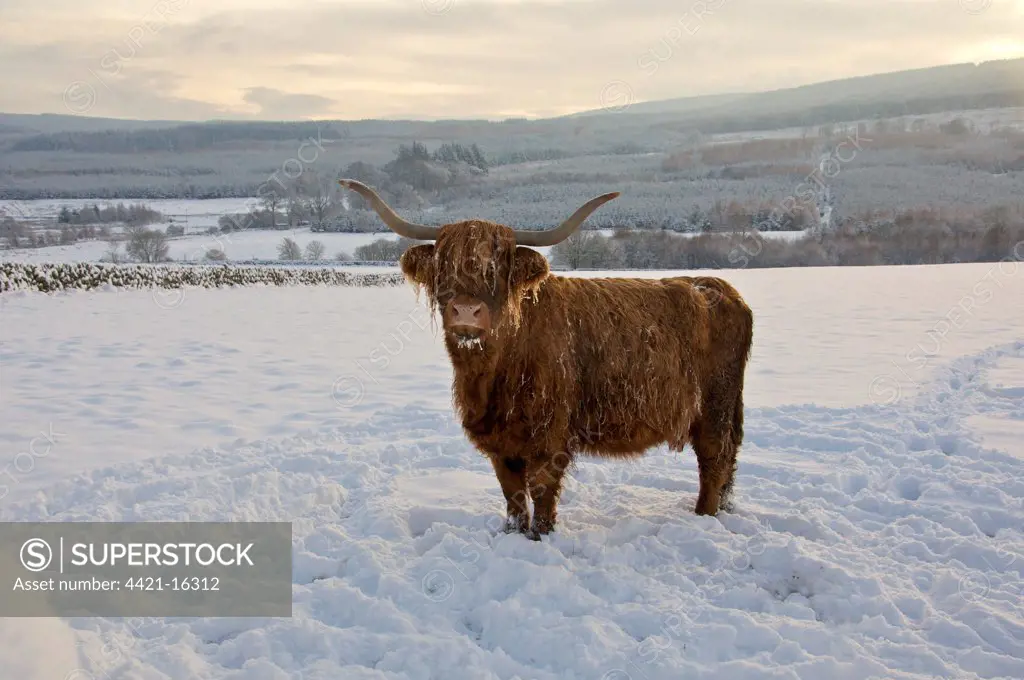 Domestic Cattle, Highland Cattle, cow standing in snow covered pasture, Dumfries and Galloway, Scotland, december