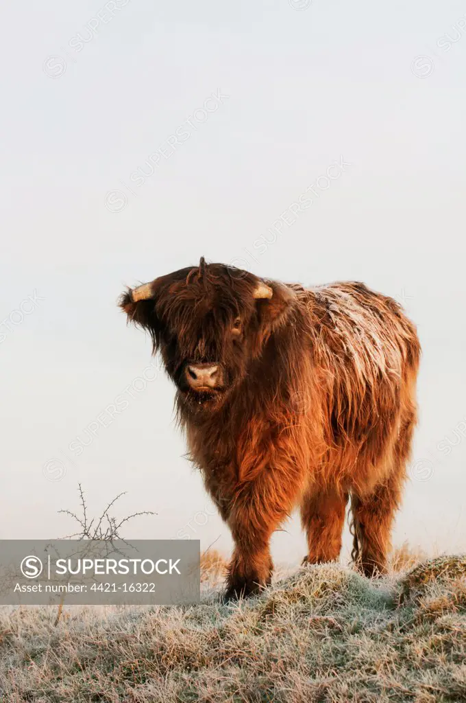 Domestic Cattle, Highland Cattle, calf, standing on frost covered grazing marsh at dawn, Oare Marshes Nature Reserve, Kent Wildlife Trust, Kent, England, january