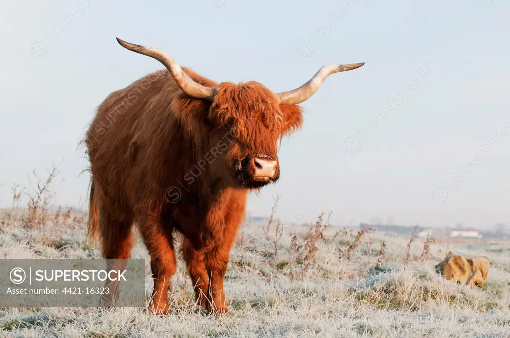 Domestic Cattle, Highland Cattle, cow, standing on frost covered grazing marsh at dawn, Oare Marshes Nature Reserve, Kent Wildlife Trust, Kent, England, january