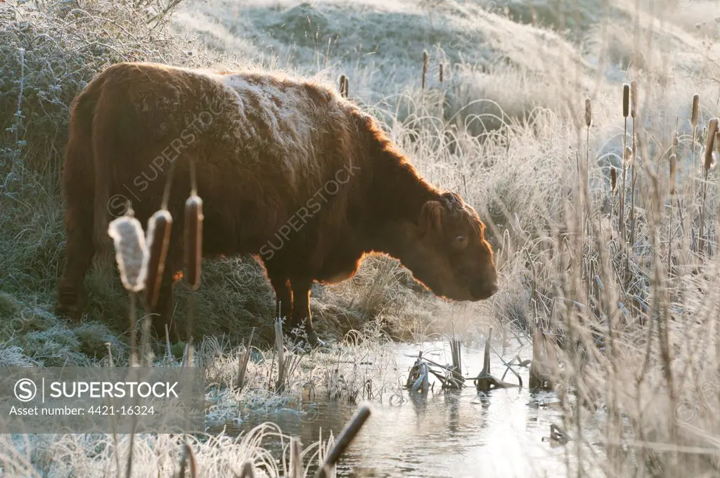 Domestic Cattle, Highland Cattle, cow, drinking from flooded ditch, on frost covered grazing marsh at dawn, Oare Marshes Nature Reserve, Kent Wildlife Trust, Kent, England, january