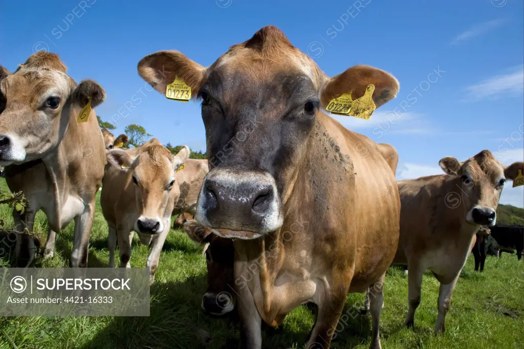 Domestic Cattle, Jersey cows, curious herd in pasture, Dumfries and Galloway, Scotland