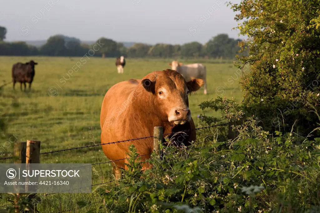 Domestic Cattle, Limousin, bull, standing at barbed wire fence at edge of pasture, Spaldington, East Yorkshire, England, may