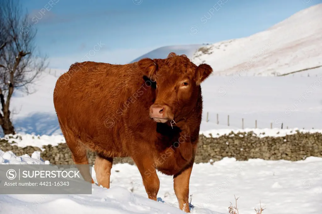 Domestic Cattle, Limousin cow, outwintered in snow covered pasture, Cumbria, England, winter