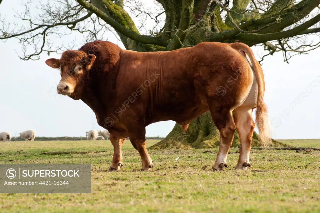 Domestic Cattle, Limousin bull, 'Wilodge Cerberus', standing in pasture with sheep, England, winter