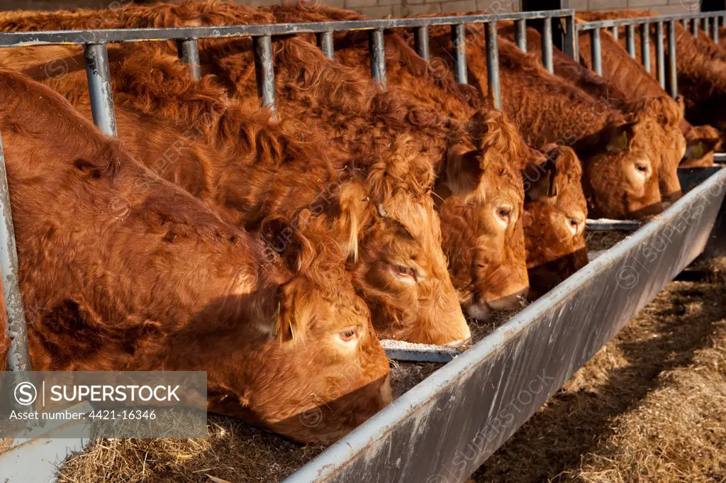 Domestic Cattle, Limousin herd, feeding from trough in modern cattle shed, England, winter