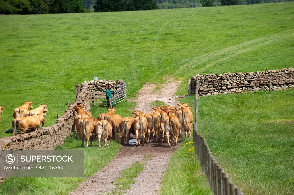 Domestic Cattle, Limousin cows, herd walking down hard farm track towards gate, England, june