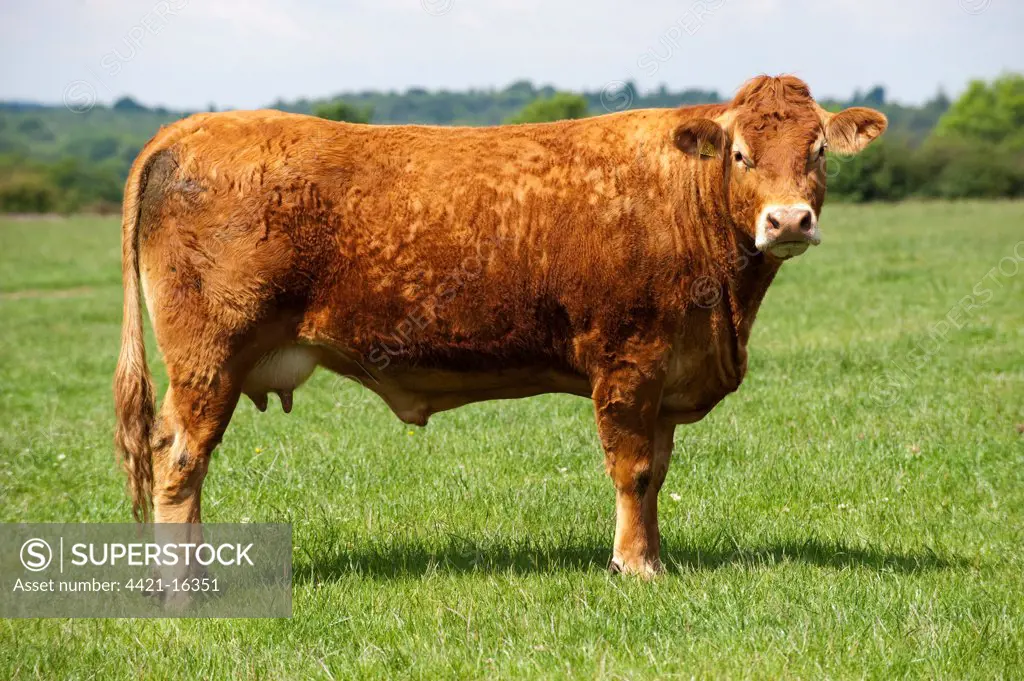 Domestic Cattle, Limousin cow, standing in pasture, England, june