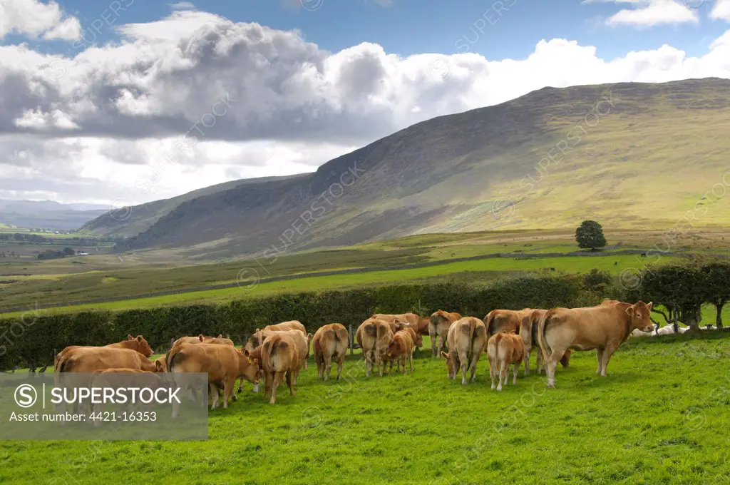 Domestic Cattle, Limousin cows with calves, grazing in pasture, view towards Mungrisedale, near Hesket Newmarket, Cumbria, England, september