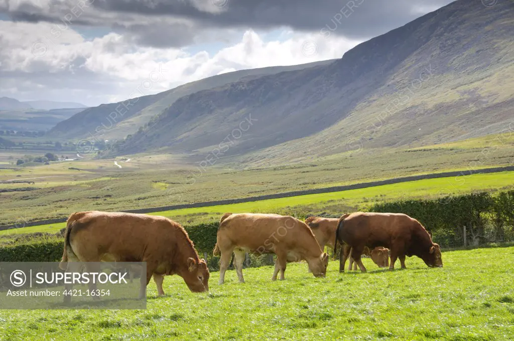 Domestic Cattle, Limousin bull and cows, grazing in pasture, view towards Mungrisedale, near Hesket Newmarket, Cumbria, England, september