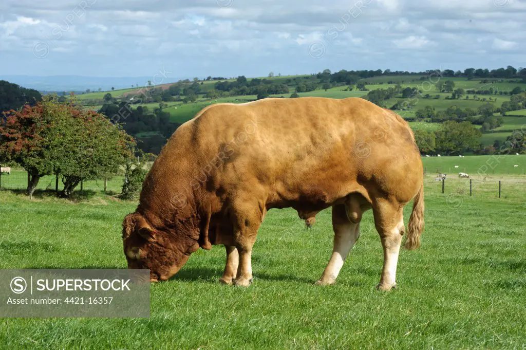 Domestic Cattle, Limousin bull, grazing in pasture, Cumbria, England, september