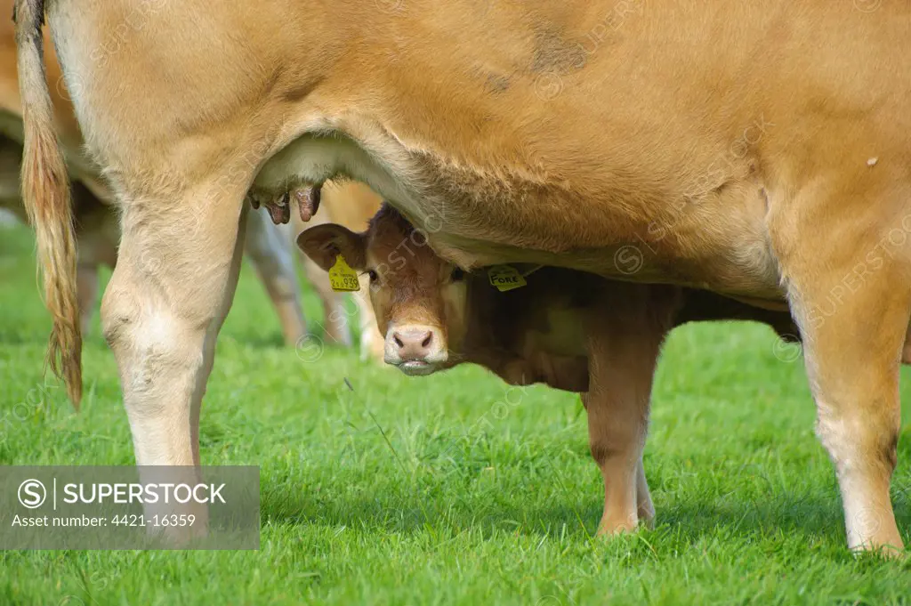 Domestic Cattle, Limousin calf, about to suckle from mother, standing in pasture, Cumbria, England, september