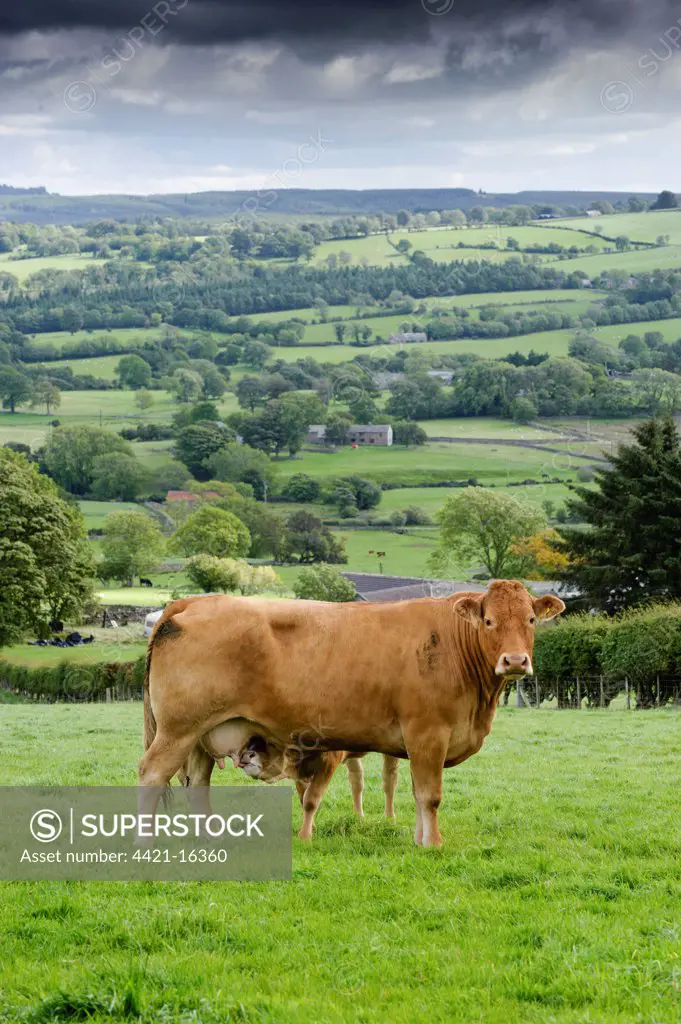 Domestic Cattle, Limousin cow with calf suckling, standing in pasture, Hesket Newmarket, Cumbria, England, september
