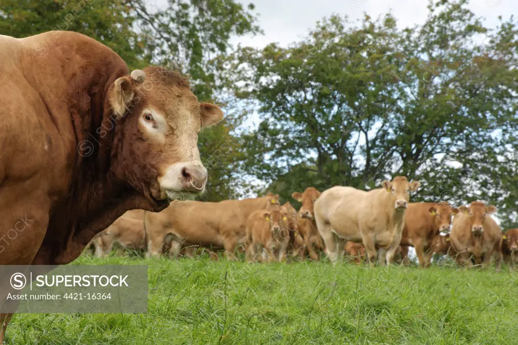 Domestic Cattle, Limousin bull, with cows and calves in pasture, Hesket Newmarket, Cumbria, England, september