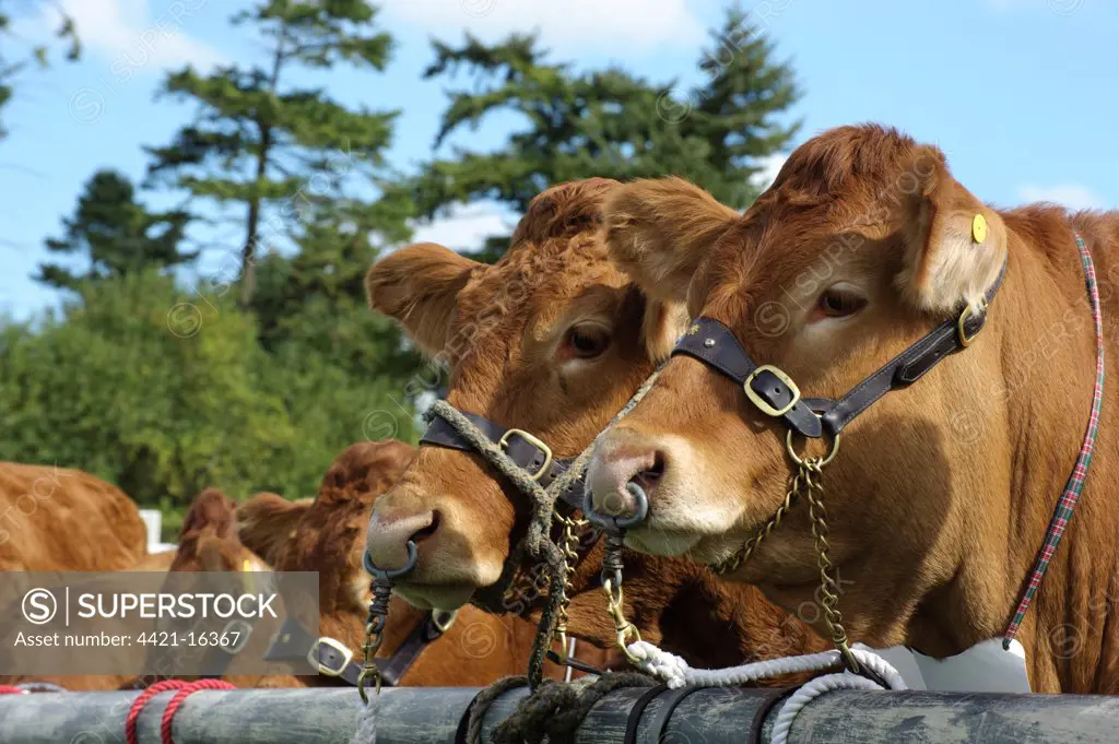 Domestic Cattle, Limousin cattle, close-up of heads wearing halters, Newbury Show, Berkshire, England, september