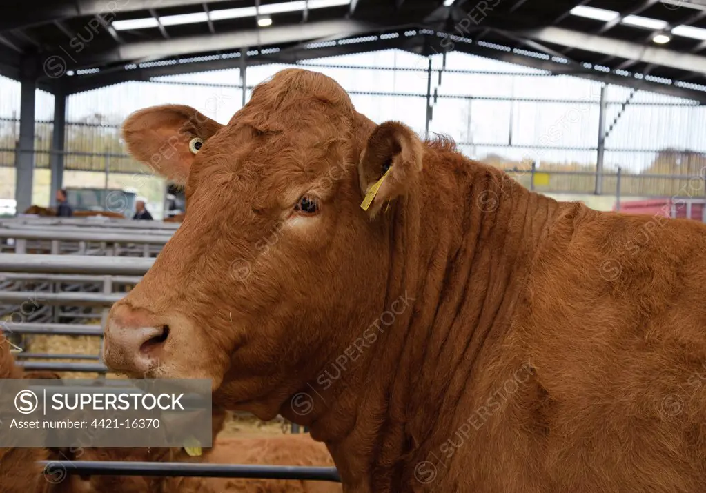 Domestic Cattle, Limousin cow, close-up of head, in pen at market, Carlisle Livestock Market, Cumbria, England, november