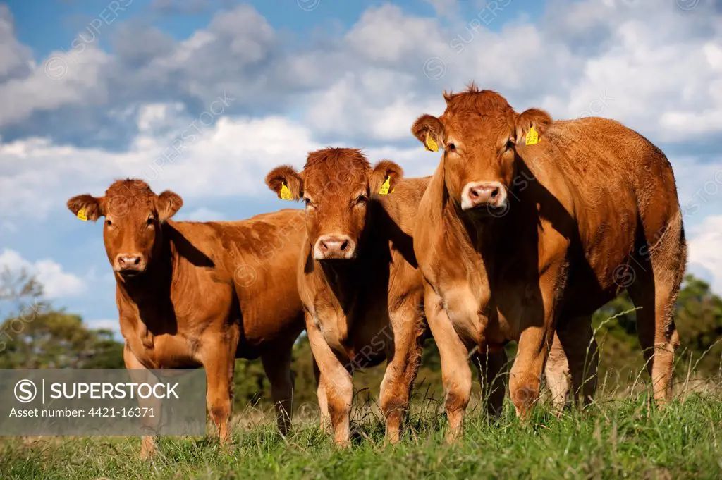 Domestic Cattle, Limousin heifers, three standing in pasture, Cumbria, England, august