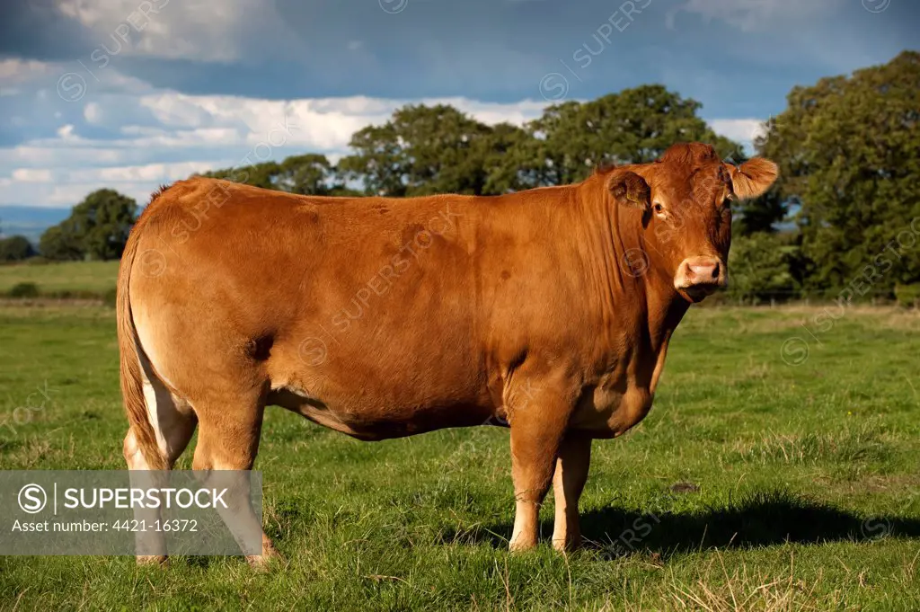 Domestic Cattle, Limousin cow, standing in pasture, Cumbria, England, august