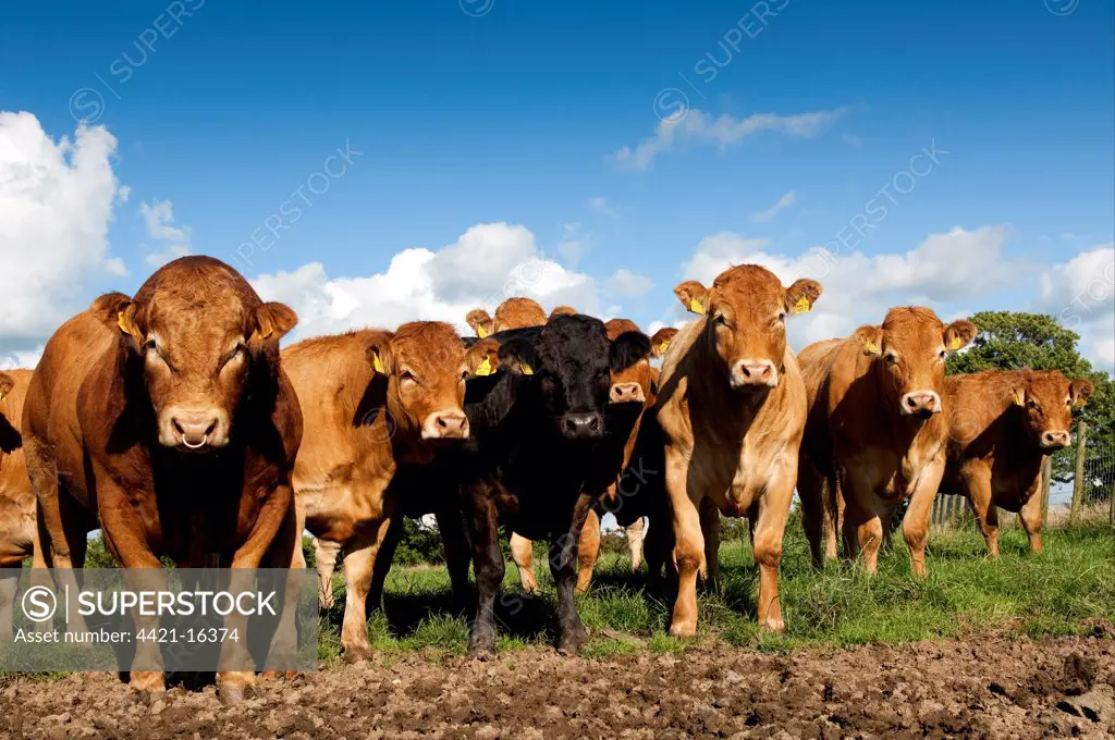 Domestic Cattle, Limousin bull and cows, herd standing on poached land damaged by wet weather and cattle feet, Cumbria, England, august