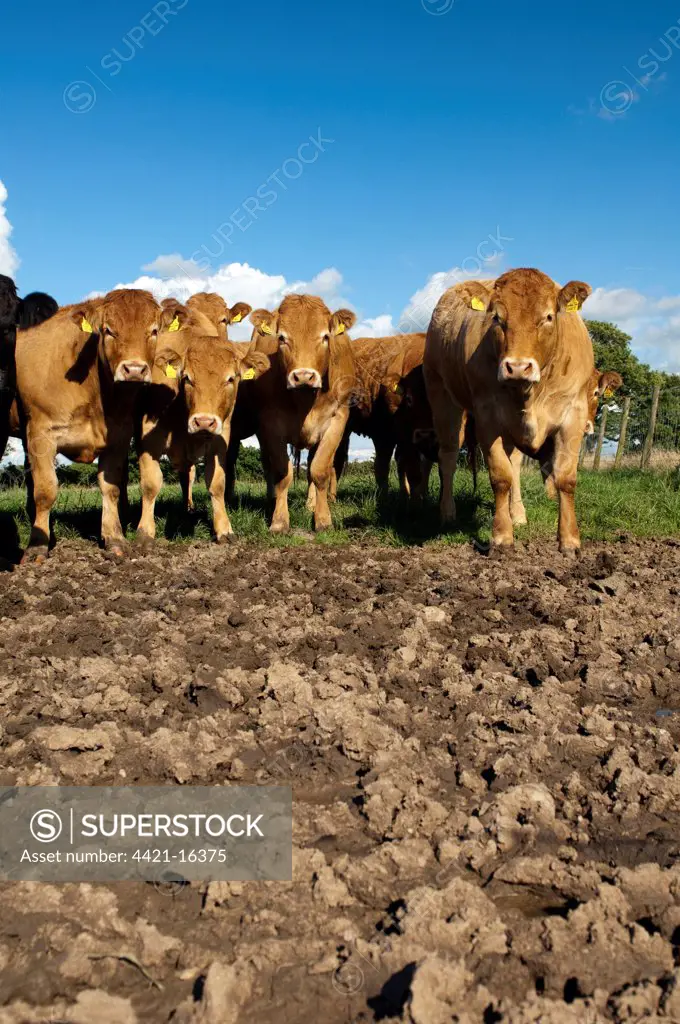 Domestic Cattle, Limousin cows, herd standing on poached land damaged by wet weather and cattle feet, Cumbria, England, august