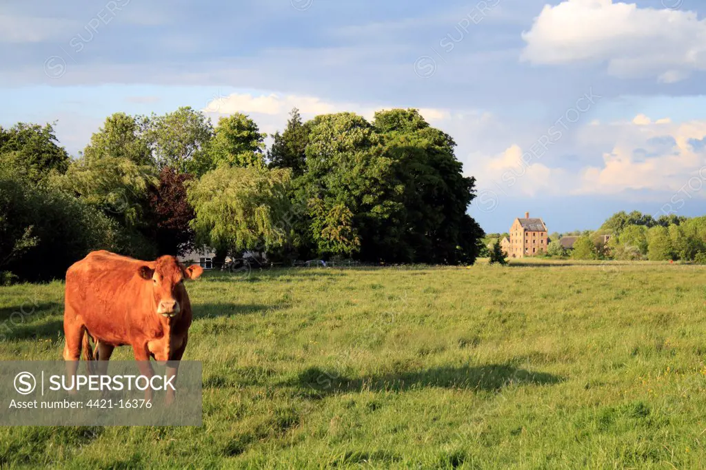 Domestic Cattle, Limousin cow, standing in pasture of commonland reserve, Mellis Common, Mellis, Suffolk, England, may