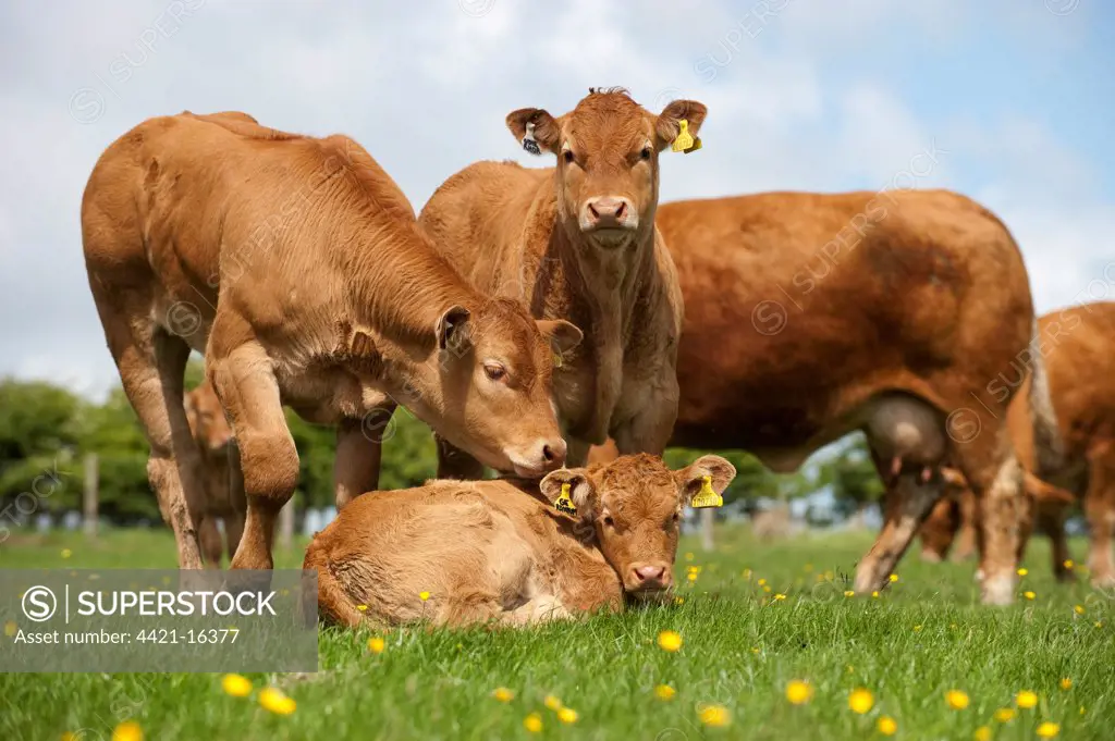 Domestic Cattle, Limousin, young calves, with cows in background, in pasture on hill farm, Lancashire, England, may
