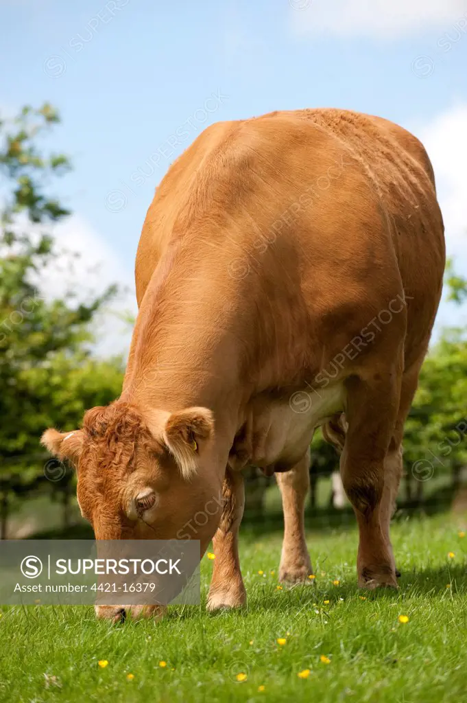 Domestic Cattle, Limousin, cow, grazing in pasture on hill farm, Lancashire, England, may