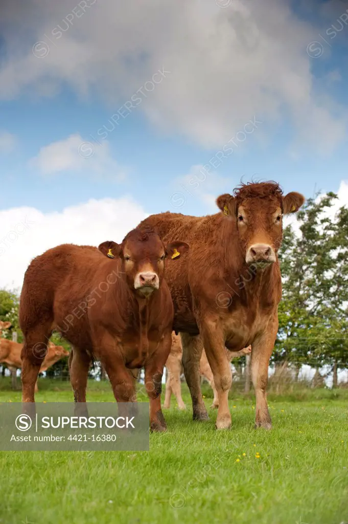 Domestic Cattle, Limousin, cow with calf, standing in pasture on hill farm, Lancashire, England, may