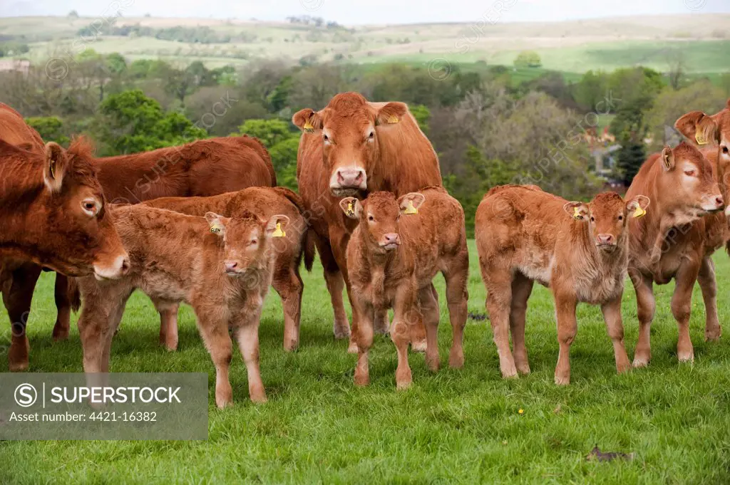 Domestic Cattle, Limousin, cows with calves, herd standing in pasture on hill farm, Lancashire, England, may