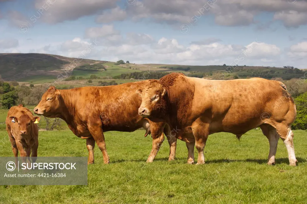Domestic Cattle, Limousin, 'Haltcliffe Vermount' pedigree bull, world record priced beef bull, with cow and calf, standing in pasture on hill farm, Lancashire, England, may