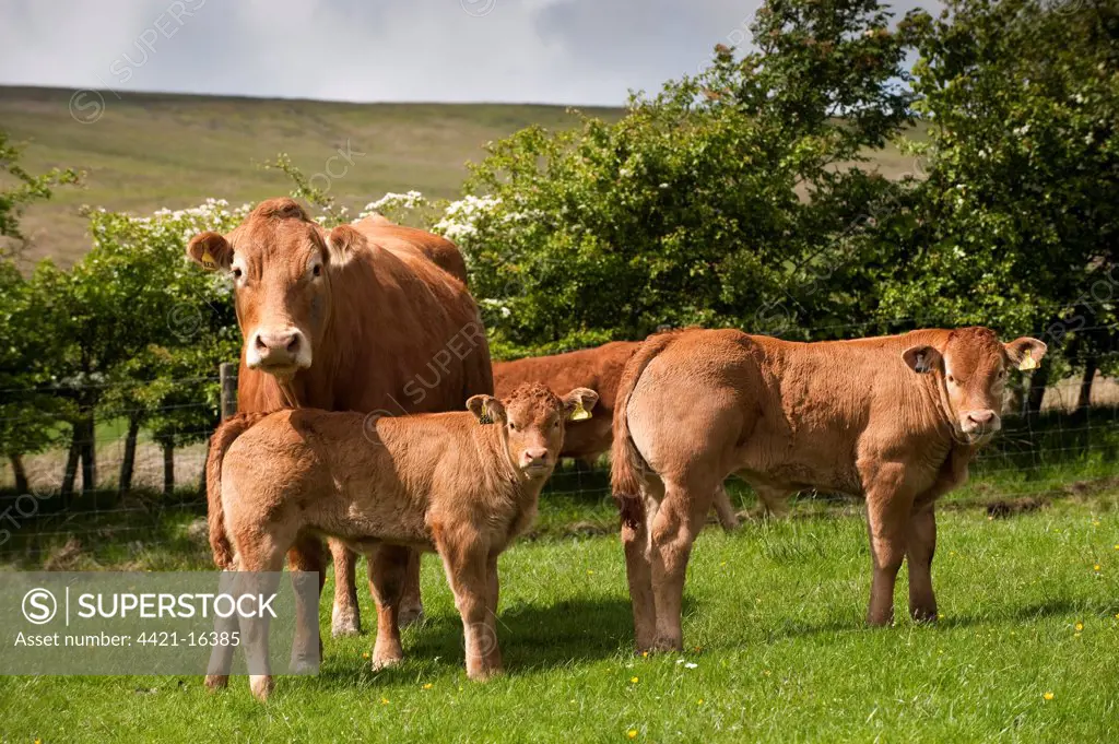 Domestic Cattle, Limousin, cow with calves, standing in pasture on hill farm, Lancashire, England, may