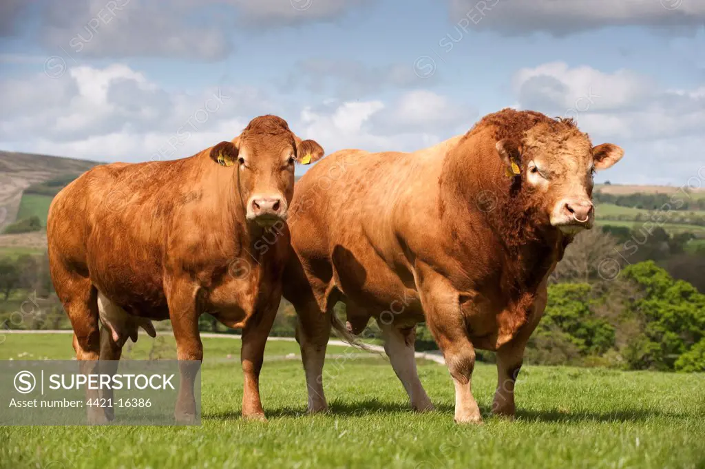 Domestic Cattle, Limousin, 'Haltcliffe Vermount' pedigree bull, world record priced beef bull, with cow, standing in pasture on hill farm, Lancashire, England, may