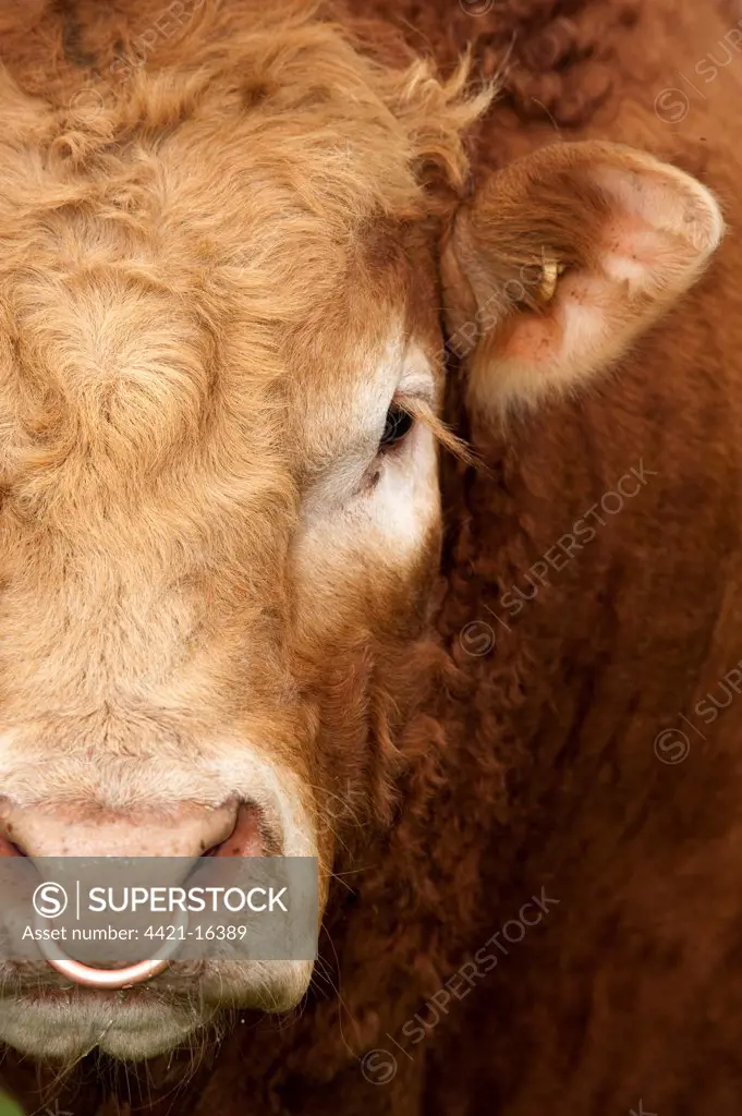 Domestic Cattle, Limousin, bull, close-up of face, with ring through nose, England, may