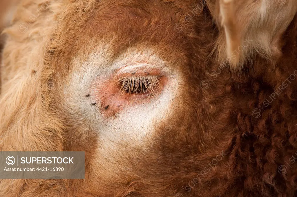 Domestic Cattle, Limousin, bull, close-up of face with flies around eye, England, may