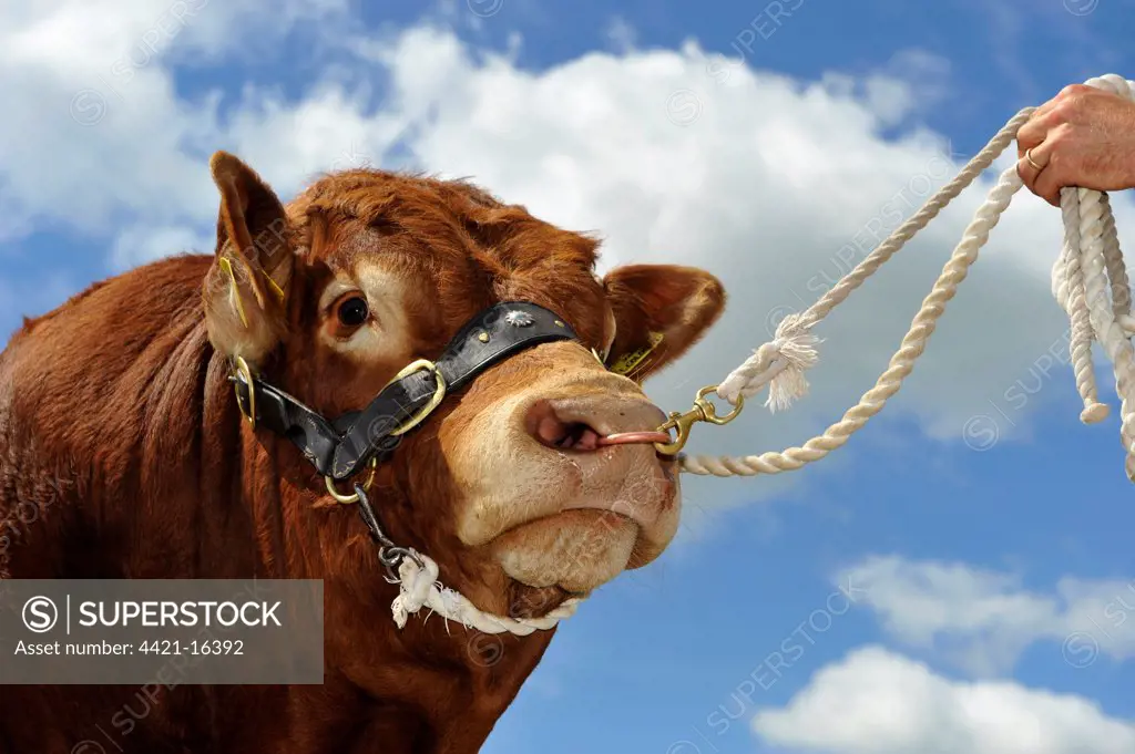 Domestic Cattle, Limousin bull, close-up of head, on halter held by stockman, England, july