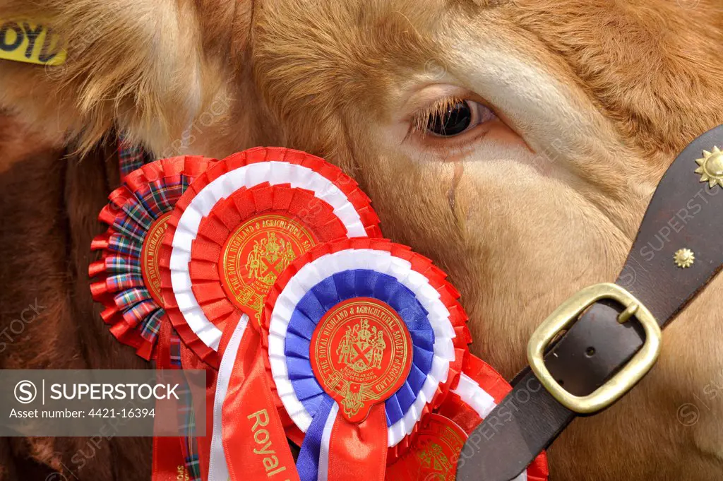 Domestic Cattle, Limousin bull, close-up of head, show champion with rosettes, Royal Highland Show, Ingliston, Edinburgh, Scotland, june 2011