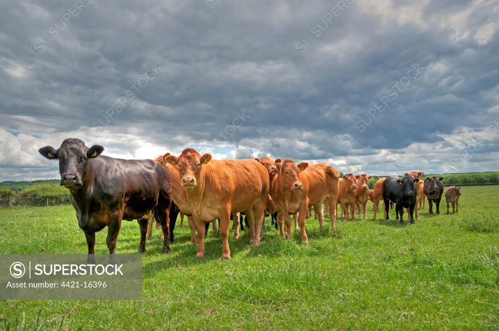 Domestic Cattle, Limousin and Limousin cross beef herd, standing in pasture, East Yorkshire, England, july