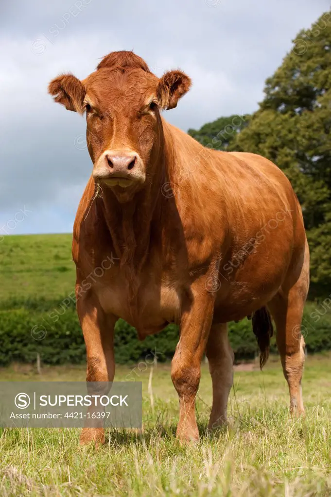 Domestic Cattle, Limousin cow, standing in pasture, England, july