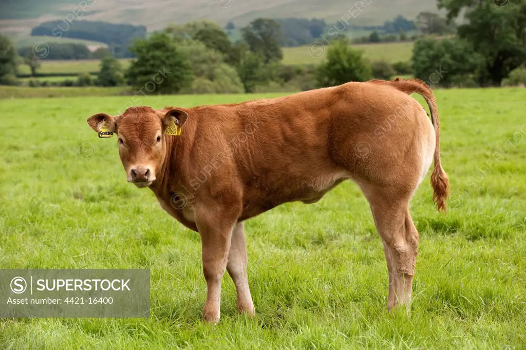 Domestic Cattle, Limousin bull calf, standing in pasture, England, july