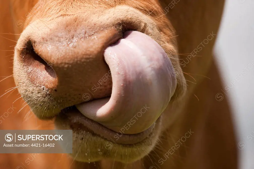 Domestic Cattle, Limousin cow, close-up of muzzle, licking nose, England, august