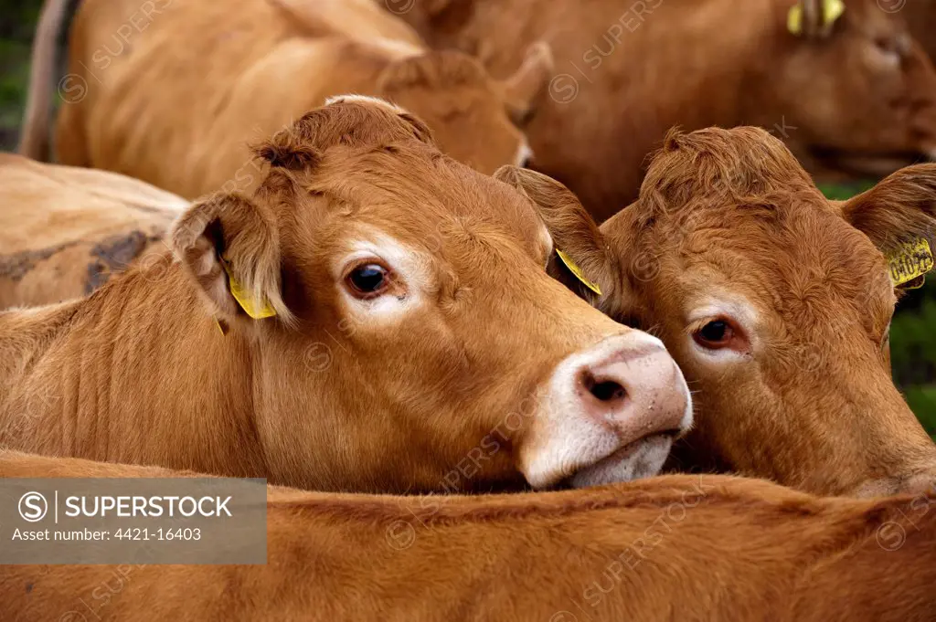Domestic Cattle, Limousin herd, close-up of heads, England, august